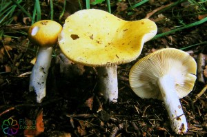 Gele berkenrussula